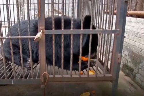 Mua thú cưng, bất ngờ nhận ra là động vật trong Sách đỏ