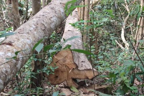 Thông tin mới vụ lâm tặc ngang nhiên 'xẻ thịt' 150 cây gỗ ở Gia Lai
