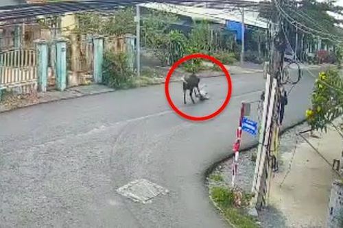Cụ bà tử vong sau khi bị bò 'điên' húc: Trách nhiệm của chủ con bò ra sao?