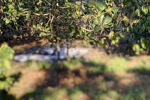Phát hiện thi thể người đàn ông bị cháy khô trong rẫy cà phê