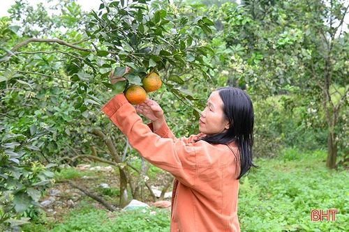 Chi hội trưởng phụ nữ 'giỏi việc nước, đảm việc nhà' ở Can Lộc
