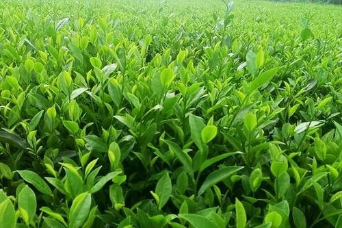 Cô gái xứ chè...