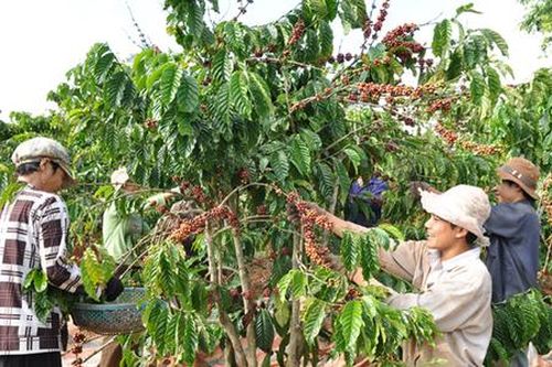 Hợp tác tạo đòn bẩy cho nông nghiệp khu vực Tây Nguyên