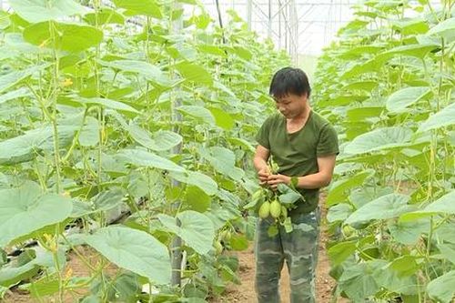 Sản xuất chuỗi 'bùng nổ' trong xây dựng nông thôn mới xứ Thanh