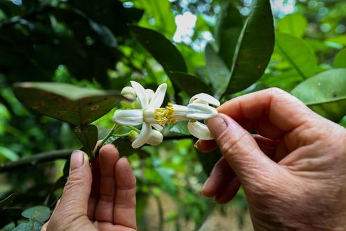Nông dân 'se duyên' cho cây bưởi ở Hà Tĩnh