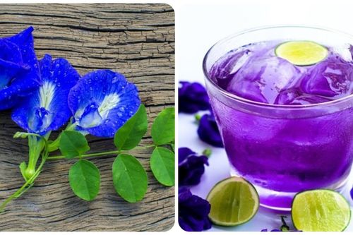 Uống trà hoa đậu biếc mỗi ngày có tốt không?