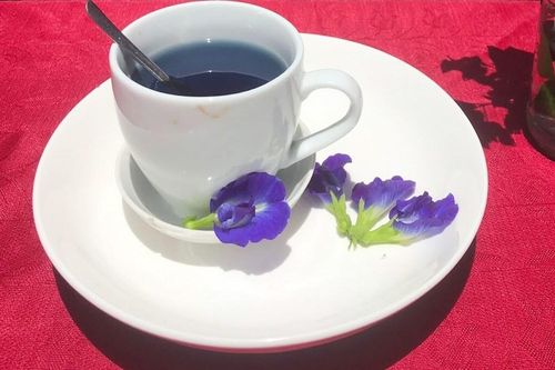 Uống trà hoa đậu biếc đúng cách, tốt cho sức khỏe