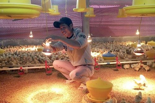 Tập trung tái đàn vật nuôi