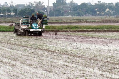 Mở rộng diện tích mạ khay, cấy máy ở Hà Nam