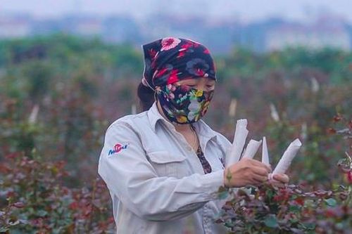 Làng hoa Mê Linh được mùa, được giá trước thềm 8/3