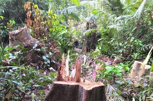 Công an vào cuộc làm rõ trách nhiệm vụ phá 2,7 ha rừng phòng hộ