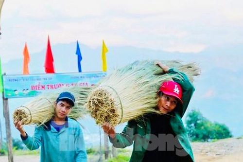 Người dân xứ Quảng kiếm bộn tiền nhờ hái 'lộc rừng'