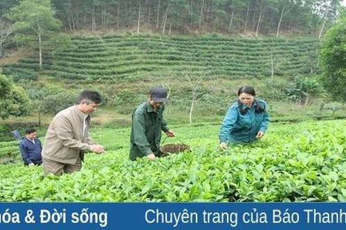 Một ngày hái chè cùng nông dân Bình Sơn