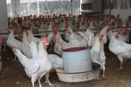 Giảm nghèo từ 'gà đẻ trứng vàng' trên vùng đất đỏ bazan