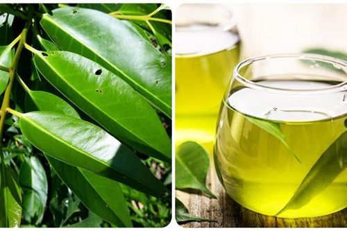 Cách sử dụng lá vối tươi tốt cho sức khỏe