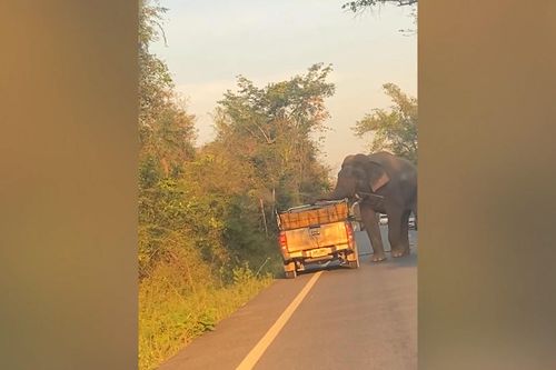 Voi rừng đói ăn chờ xe tải để cướp mía ở Thái Lan