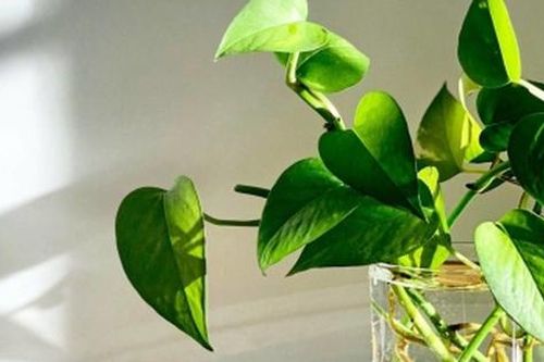 Muốn có giấc ngủ sâu, nên đặt những loại cây này trong phòng ngủ