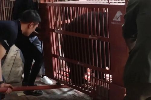 5 con gấu được giải cứu khỏi trang trại lấy mật sau 20 năm