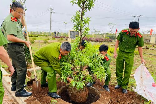 Đắk Lắk sẽ trồng đường hoa đào ở thị xã Buôn Hồ