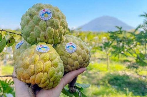 Tây Ninh gắn phát triển sản phẩm truyền thống với phát triển du lịch