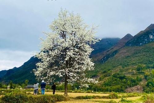 Chuyện 'đời thường' của cây lê cô đơn nổi tiếng