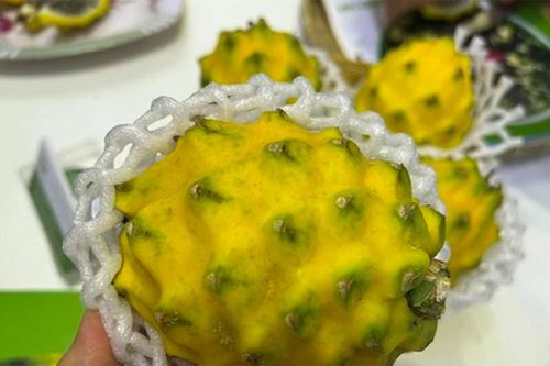 Độc đáo thanh long vỏ vàng, giá cao vẫn đắt khách