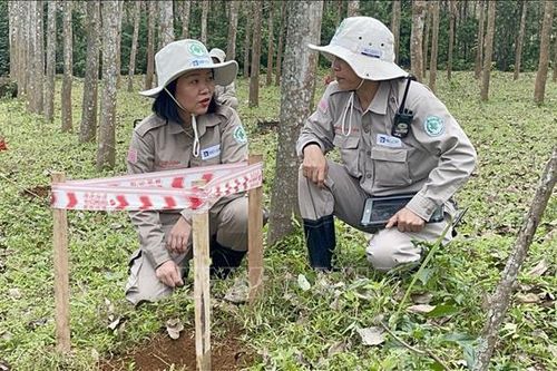'Bông hồng thép' hồi sinh vùng 'đất chết'