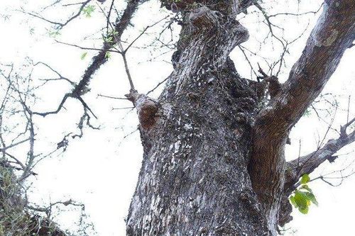 'Choáng' với cây lộc vừng khô như củi, ngã giá nửa tỷ đồng nhưng chủ vẫn chưa bán