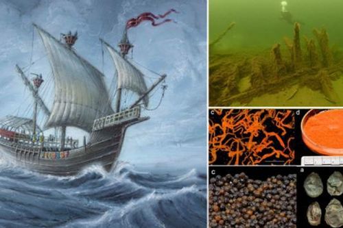 Thụy Điển: 'Kho báu gia vị' 500 tuổi trong xác tàu đắm