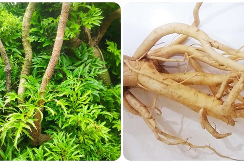 Rễ đinh lăng nấu nước uống có tác dụng gì?