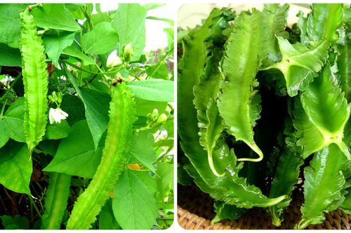 Ăn đậu rồng nhiều có tốt không?