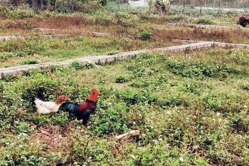 Bất động sản vùng ven 'xì hơi', xẻ đất phân lô xong để... chăn bò, thả gà