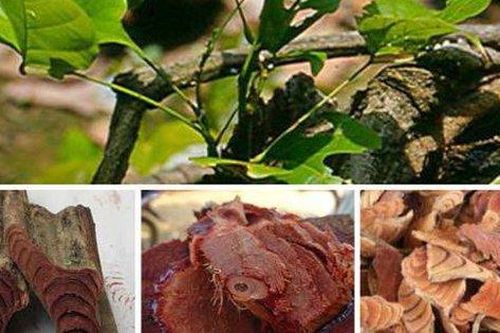 Ẩm thực giảm đau, chống nhức đầu trong kỳ kinh