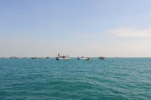 Hiệu quả từ 500 khối rạn san hô nhân tạo thả xuống biển Cà Mau