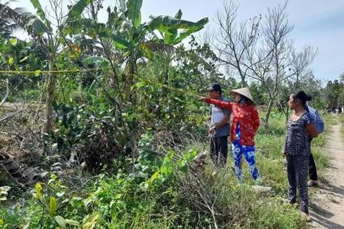 Dự án đường cao tốc Cần Thơ – Hậu Giang: Hàng chục nghìn cây mai trồng 'bất thường'