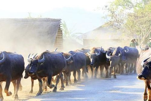 Đưa trâu rời xứ 'thần rừng'