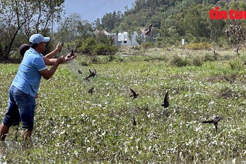 Nhức nhối nạn săn bắt chim yến