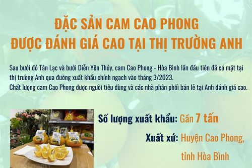 Đặc sản cam Cao Phong được đánh giá cao tại thị trường Anh