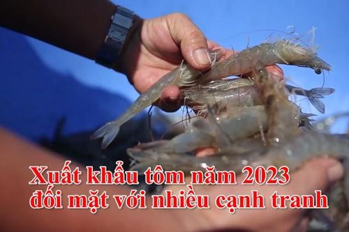 Xuất khẩu tôm năm 2023 đối mặt với nhiều cạnh tranh