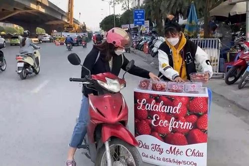 Nhập nhằng nguồn gốc dâu tây Mộc Châu giá rẻ