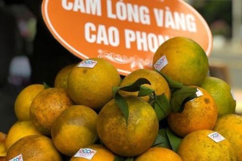 Cao Phong Hòa Bình lần đầu tiên đã có mặt tại thị trường Anh
