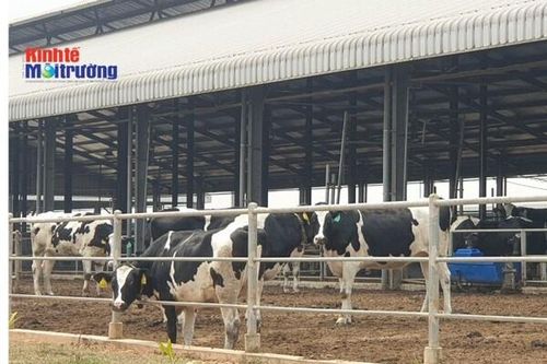 Công ty CP Hồ Toản từng bị xử phạt 90 triệu đồng do gây ô nhiễm môi trường
