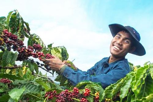 HTX làm cầu nối liên kết nông dân và doanh nghiệp cùng làm giàu