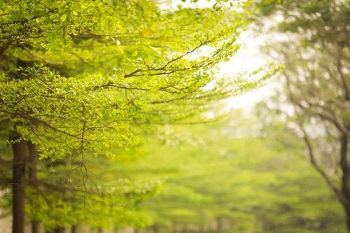 Ngắm hàng cây bàng lá nhỏ đẹp 'quên lối về'