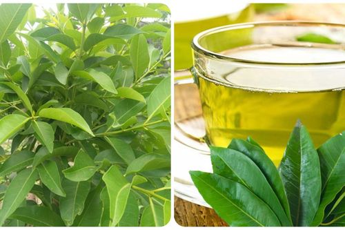 Nên uống nước vối vào lúc nào?