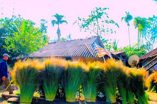 Mùa đót trên vùng cao xứ Quảng