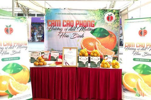 Đặc sản cam Cao Phong ra mắt thị trường Anh