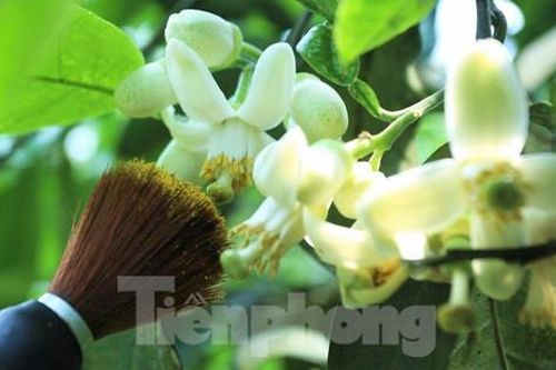 Tận thấy việc 'se duyên' cho loại quả quý hiếm cấm xuất khẩu giống