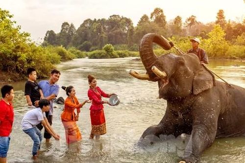 Dàn voi tập duyệt cho Lễ hội cà phê Đắk Lắk