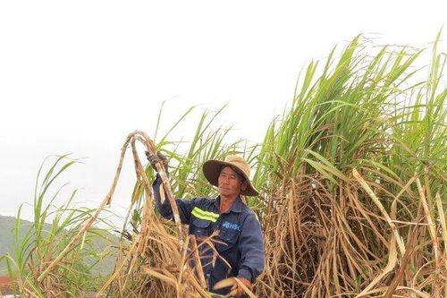 Khánh Hòa: Mía đạt sản lượng nhưng chi phí đầu tư tăng cao